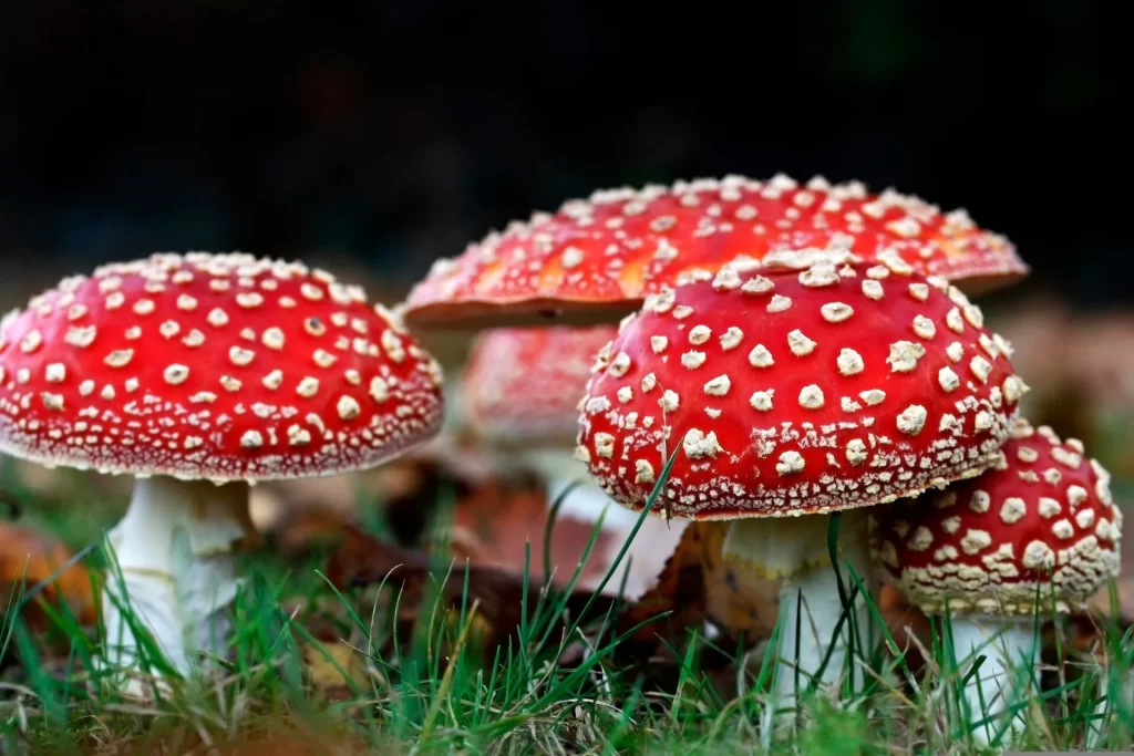 Muscaria Gummies